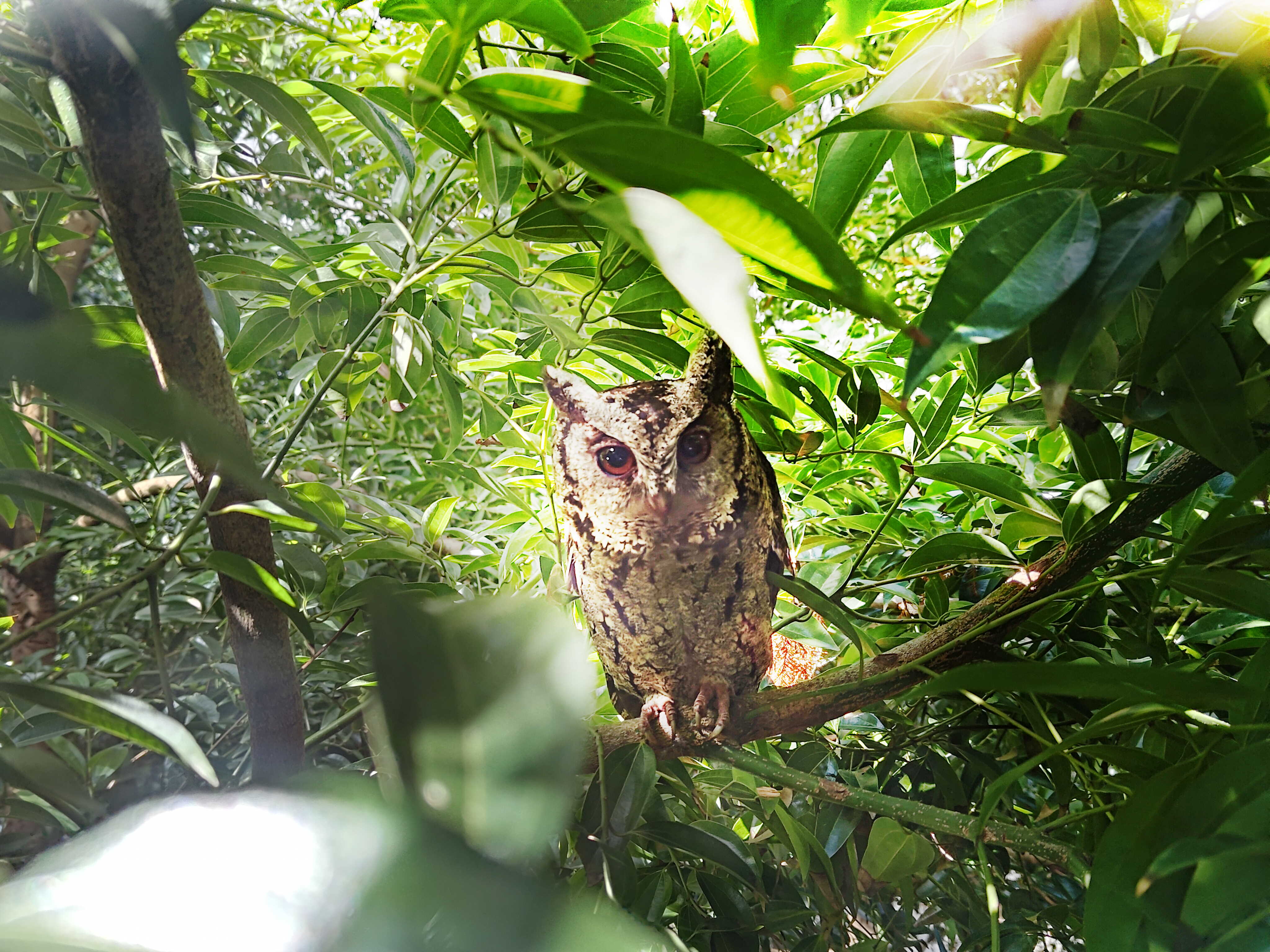 申博太陽城致力提倡凈零綠生活，16年以來在全球各廠區(qū)植樹逾百萬棵，造就各廠區(qū)樹木蔚然成林，猶如森林工廠，成為許多生物的棲息地